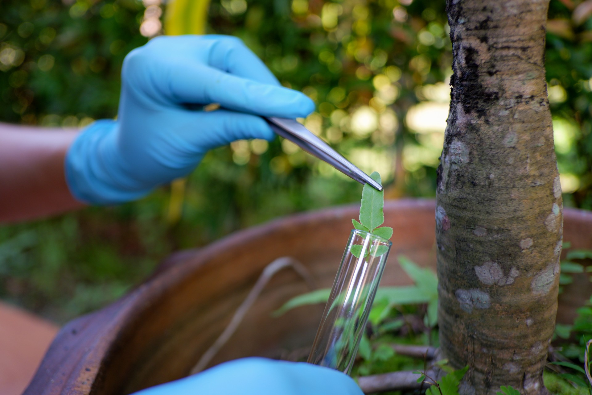 Science of plant research, Chromosome DNA and genetic, Scientist researching.