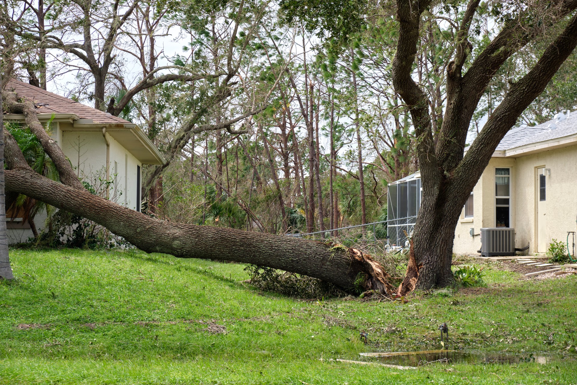 Fallen down big tree after hurricane Ian in Florida. Consequences of natural disaster