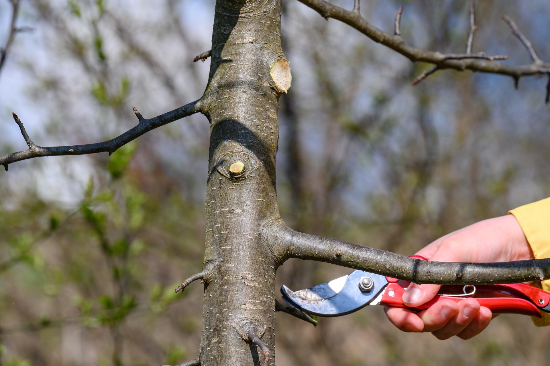 Work in spring in the garden with fruit trees, formative tree pruning.